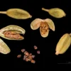 Cardamom Jumbo Green 150gm