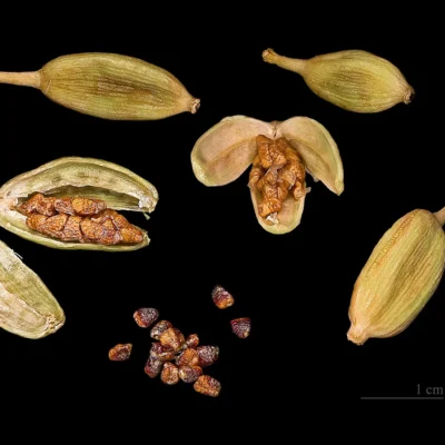 Cardamom Jumbo Green 150gm