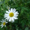 Chamomile Capsules 500mg