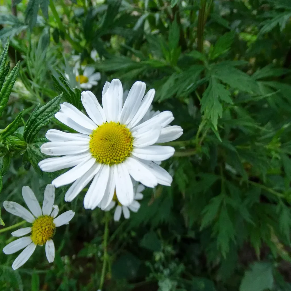Chamomile Capsules 500mg