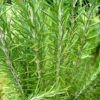 Rosemary Leaves 50g