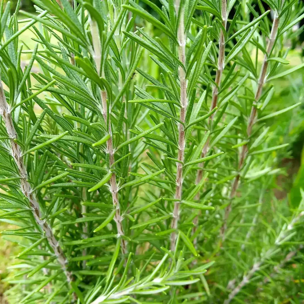 Rosemary Leaves 50g