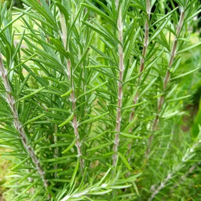 Rosemary Leaves 50g