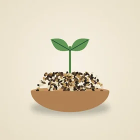 Seeds